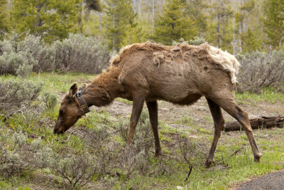 Femal Elk shedding winter coat with collar