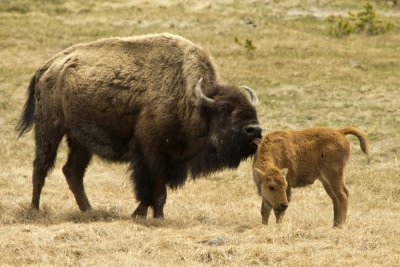 Bison mom cleaning calf