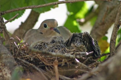 Mourning Dove and Chicks