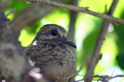 Mourning Dove Chick