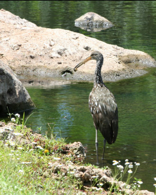 Limpkin with cockle