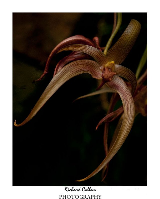 Orchid from the Eric Young Orchid Young Foundation-Jersey