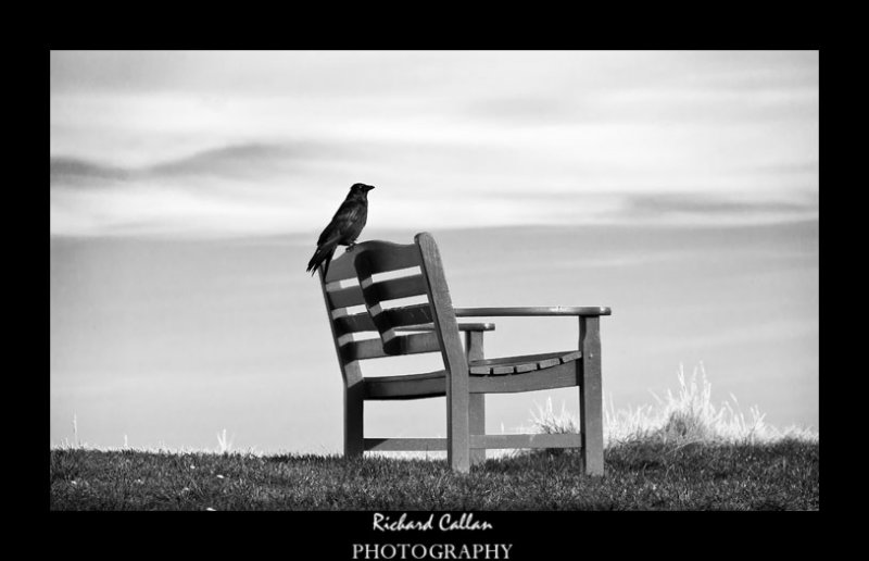 The Crow & Bench