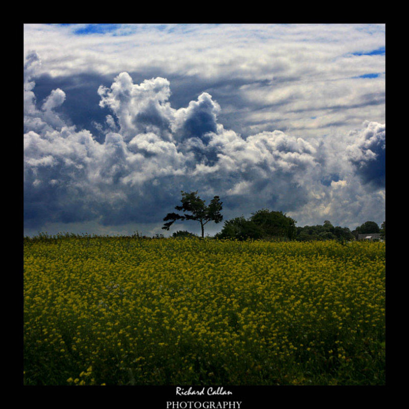 Somewhere in a field in St. Ouens