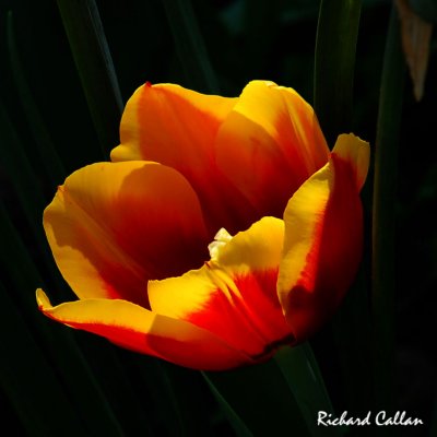 A tulip in Gensat