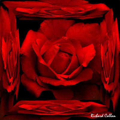 A box of red roses