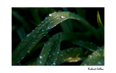 A bit of greenery after the rain