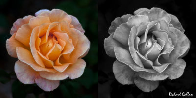 Roses from Howard Davis Park