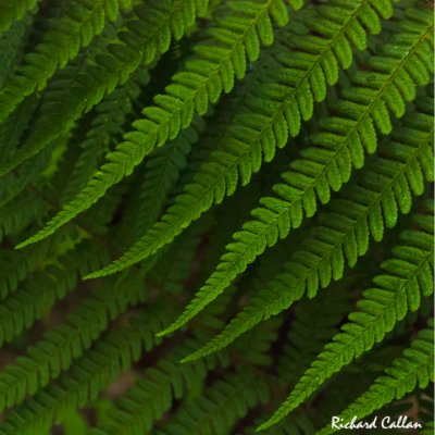 Ferns from St. Catherines