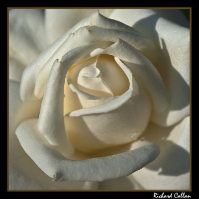 White rose that looks like a meringue I think