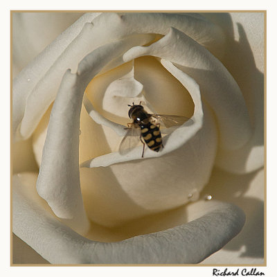 Wasp and rose
