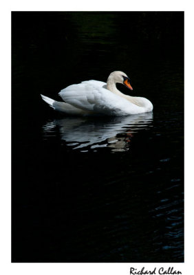 Swan at St. Johns Manor