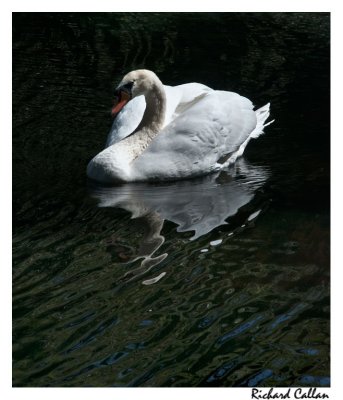 Swan at St. Johns Manor