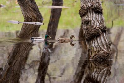 Glassy Ducks