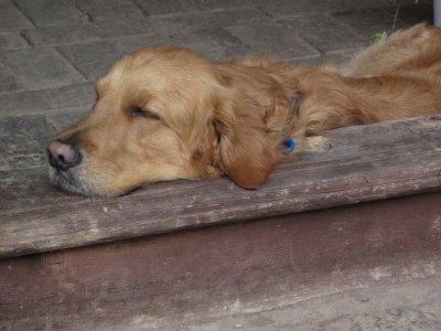 LiJiang 221 a dog in Shu He Ancient Towm LiJiang.jpg