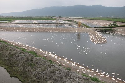 Sowers Taiwan962.JPG
