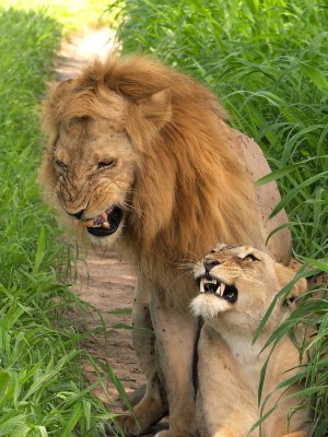 lions_in_tanzania