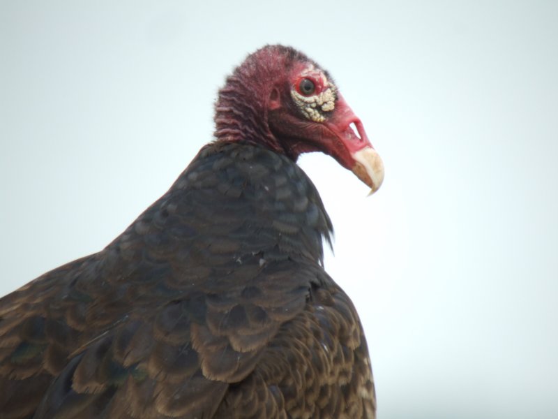 Turkey Vulture