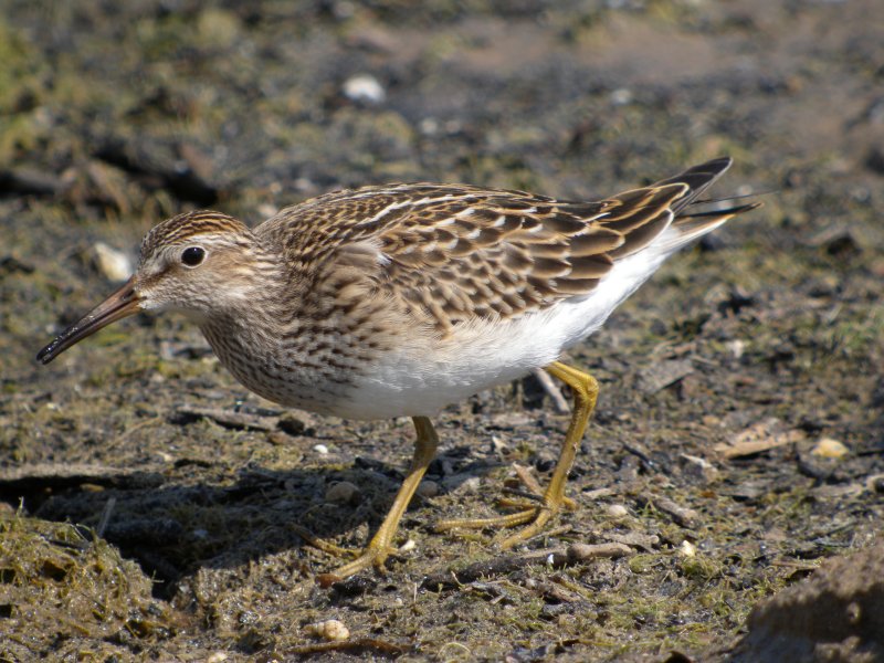 Pectoral Sandpiper (juvenile)