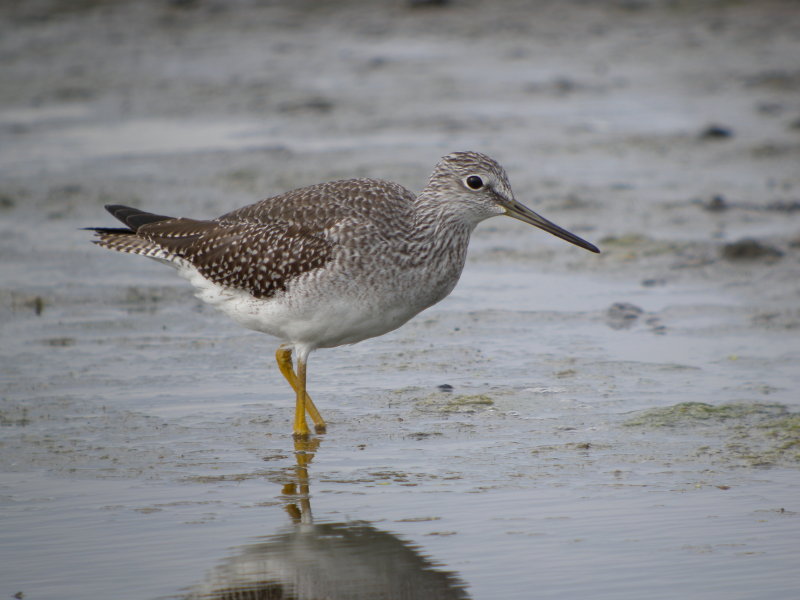 Greater Yellowlegs