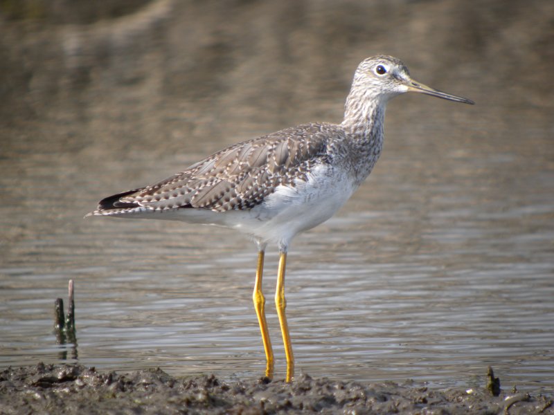 Greater Yellowlegs