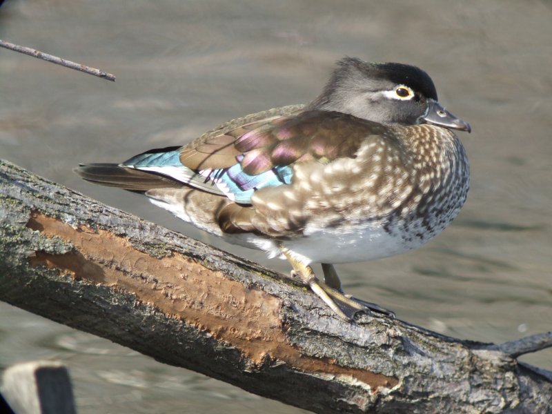 Wood Duck (female )