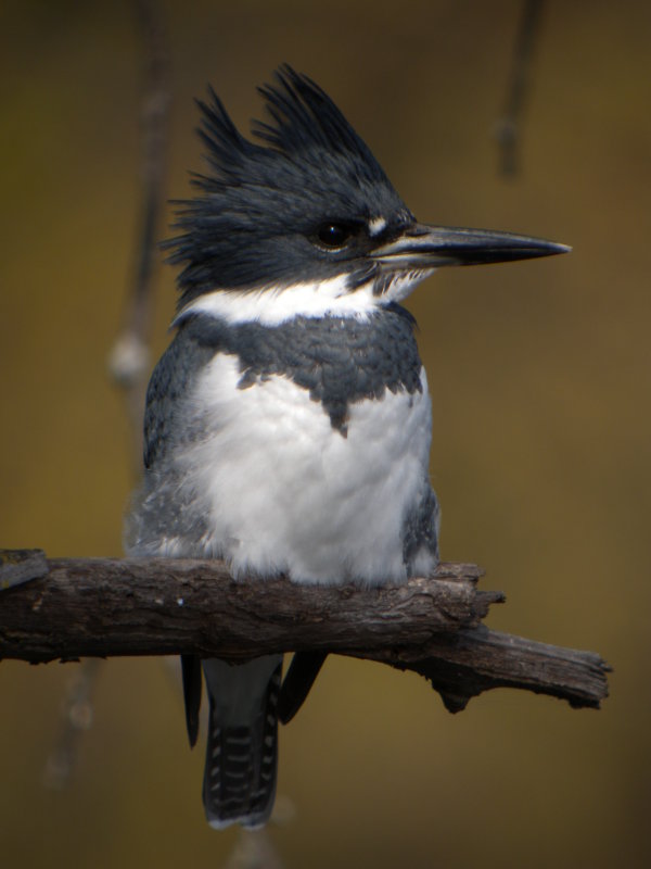 Belted Kingfisher ( male )