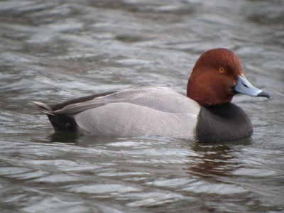 Redhead (male breeding)