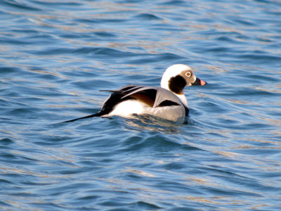Long -tailed Duck ( winter male)