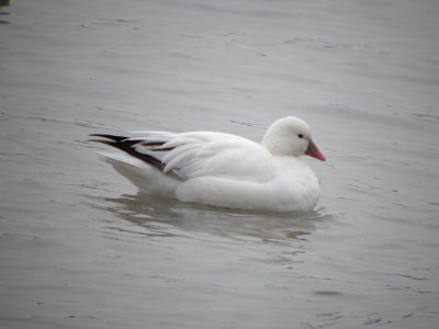 Ross's Goose