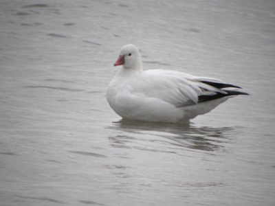 Ross's Goose