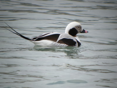 Long -tailed Duck ( winter male)