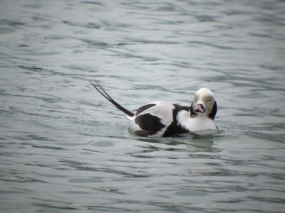 Long -tailed Duck ( winter male)