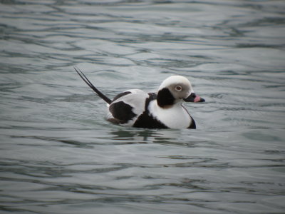 Long -tailed Duck ( winter male)