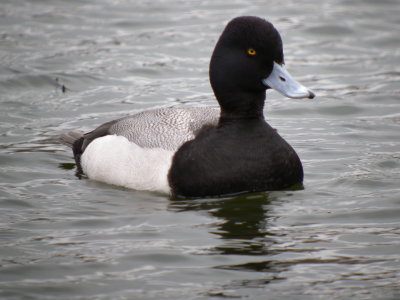 Lesser Scaup