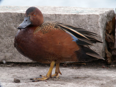 Cinnamon Teal