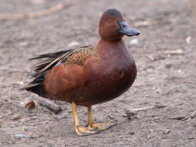 Cinnamon Teal