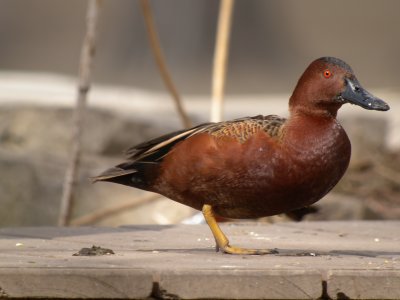 Cinnamon Teal
