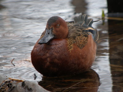 Cinnamon Teal