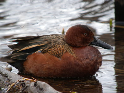 Cinnamon Teal