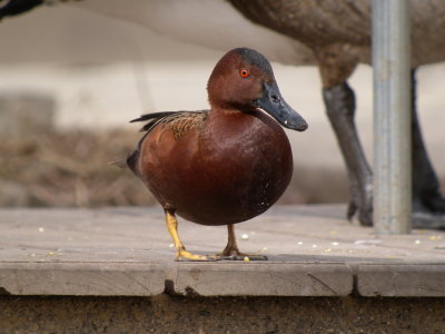 Cinnamon Teal