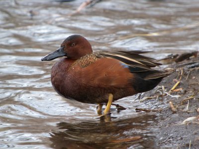 Cinnamon Teal