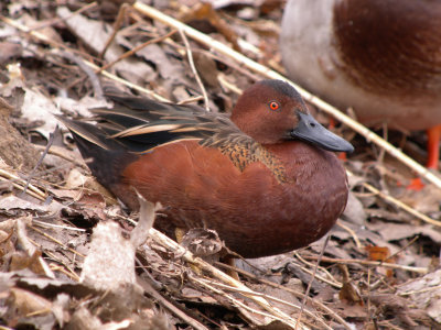Cinnamon Teal