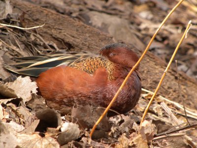 Cinnamon Teal