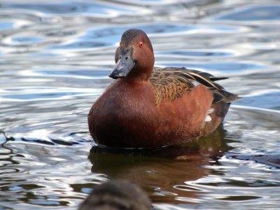 Cinnamon Teal