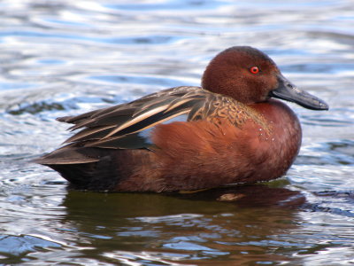 Cinnamon Teal