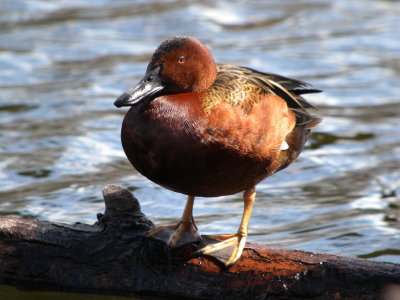 Cinnamon Teal (male)