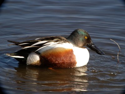 Northern Shoveler ( male )