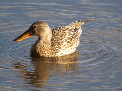 Northern Shoveler (female )