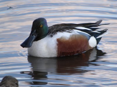 Northern Shoveler ( male )